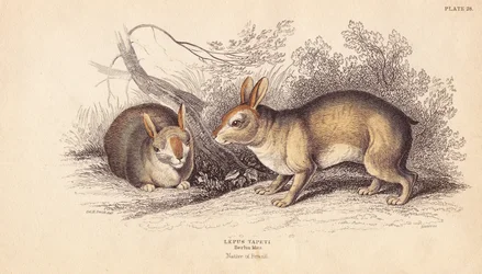 Coelho brasileiro, Sylvilagus brasiliensis (Lepus tapeti). De espécimes do Museu de Berlim. Gravura em metal aço colorida à mão por Lizars a partir de uma ilustração de Charles Hamilton Smith da Biblioteca do Naturalista de William Jardine, Edimburgo