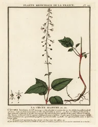 Feiticeiro de folhas largas, Circaea lutetiana.