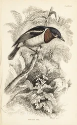 Platysteira cyanea (Show tody, Platystera lobata). Gravura em metal aço colorida à mão por William Lizars a partir de uma ilustração de William Swainson da Naturalist