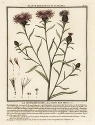 Knapweed castanha, Centaurea jacea.