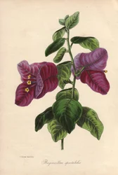 Buginvillaea spectabilis (La bougainvillee ou bougainvillee). Litografia colorida à mão desenhada por Samuel Holden para Sir Joseph Paxton em "Magazine of Botany", Londres, W.S. Orr