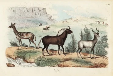 Bambi-de-bosque, Tragelaphus scriptus 1, gnu-preto ou gnu-de-cauda-branca, Connochaetes gnou 2, cudo-grande, Tragelaphus strepsiceros 3