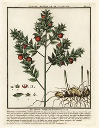 Vassoura de açougueiro, Ruscus aculeatus.