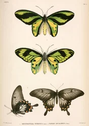 Butterflies, Indonésia