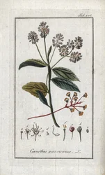 Lilás da Califórnia (Ceanothus americanus). Litografia de "Afbeelding der Artseny-Gewassen" de Johannes Zorn (1739-1799), Países Baixos