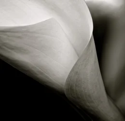 Callalily, 2015 (foto a p/b)