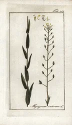 Camelina ou basarda de linho ou sésamo da Alemanha (Camelina sativa). Litografia de "Afbeelding der Artseny-Gewassen" de Johannes Zorn (1739-1799), Países Baixos