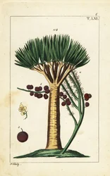 Dragoeira das Ilhas Canárias, Dracaena draco. Vulnerável.