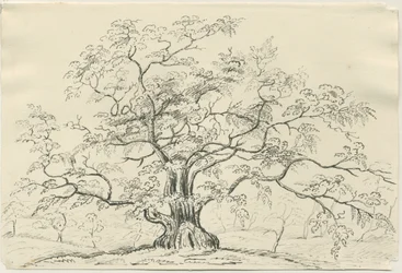 Cannock Chase: desenho a caneta e lápis, séc. XIX