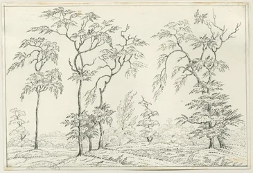Cannock Chase: desenho a caneta e lápis, séc. XIX