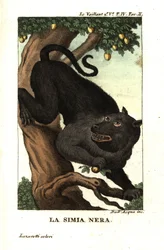 Babuíno do Cabo ou babuíno chacma, Papio ursinus. De François Le Vaillant (Levaillant