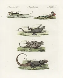 Lagarto cingido do Cabo (sáurio africano), Cordylus cordylus 1, lagarto de Madagáscar de Cuvier (lezard de Madagáscar), Oplurus cuvieri 2, lagarto com chifres da montanha (lezard a horn), Phrynosoma orbiculare 3, anuro da Jamaica (lezard de Jamaique), Anol