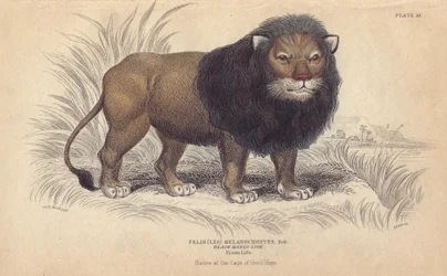 Leão do Cabo. Litografia de William Lizars, baseada num desenho de Charles Hamilton Smith, para a "Bibliotheque naturaliste, mammals, les felins", de Sir William Jardine, publicada em 1834 em Edimburgo (Escócia).