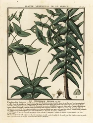 Espigão de Caper, Euphorbia lathyris.