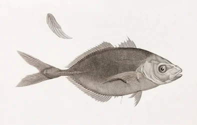 Caranx Lune, feche a porta