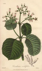 Casca de Cartagena, Cinchona cordifolia