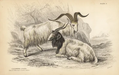 Cabra de caxemira, Capra hircus lanigera. Edinburgh Royal University Museum e Frederick Cuvier. Gravura em metal aço colorida à mão por Lizars a partir de uma ilustração de James Stewart da Naturalist