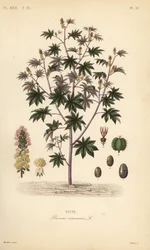 Mamona ou planta de óleo de mamona, Ricinus communis, Ricin