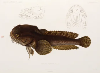Peixe-gato, Argélia