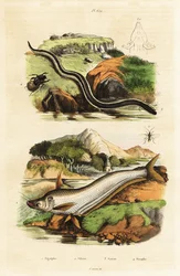 Peixe-gato, sirene anã, vespa e escaravelho.