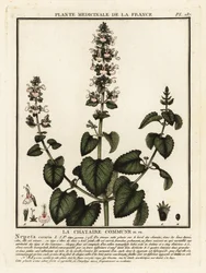 Catnip, Nepeta cataria.