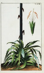 Planta do século, Agave americana.