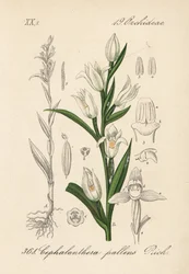 Cephalanthere has epe ou long-leaved - Cephalanthera longifolia (Cephalanthera pallens). Litografia colorida à mão da obra Flora von Deutschland (Flora da Alemanha) de Diederich von Schlechtendal, Jena