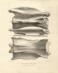 Vértebra cervical de Macrauchenia, um animal pré-histórico encontrado por Charles Darwin durante a sua viagem de exploração a bordo do Beagle. The Zoology of the voyage of H.M.S. Beagle under the command of Captain Fitzroy during the years 1832 to 1836 edi