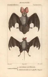 Cheiroptere (chiroptere): nyctere do Thebaide e rhynopome microphyll do Egipto - Eau forte de Jean Gabriel Pretre (1780-1845), gravado por Carnonkel, para o dicionário de ciências naturais: mamíferos de Frederic Cuvier, editado por Pierre Jean Francois Tu