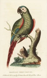 Arara-canindé, Ara severus. Arara verde do Brasil. Ilustração copiada de George Edwards. Gravura em chapa de cobre colorida à mão da "The Naturalist