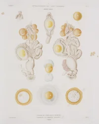 Ovo de galinha no oviduto, c 1847-1859