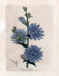 Chicoree bitere (Cichorium intybus) "Medical Botany" de James Sowerby por William Woodville e Sir William Jackson Hooker 1832.