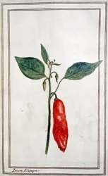 Malagueta, pimenta espanhola, c.1780-1800 (gravura)