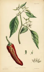 Pimenta malagueta, Capsicum annuum. Litografia colorida à mão de Henry Sowerby a partir de uma ilustração de L.W. da Flora Homeopathica de Edward Hamilton, Bailliere, Londres