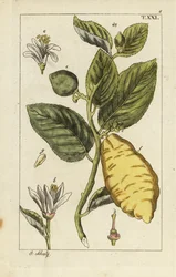 Citron mostrando frutas, folhas e flores, Citrus medica.