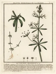 Cleavers, Galium aparine.