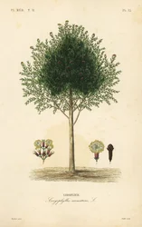 Cravinho, Syzygium aromaticum, Caryophyllus aromaticus, Giroflier