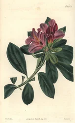 Grupo de flores roxas de uma azálea indiana. Ilustração de C. Curtis, gravura de Weddell. Eau forte em The Curtis Botanical Magazine, de Samuel Curtis