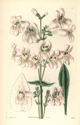 Penstemon cobaea, Penstemon cobaea. Gravura em chapa de cobre colorida à mão por Weddell após J. McNab do Ornamental Flower Garden and Shrubbery de John Lindley e Robert Sweet, G. Willis, Londres