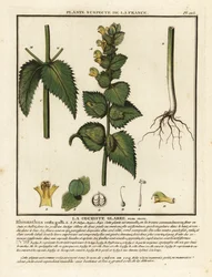 Crista-de-galo, Rhinanthus crista-galli.