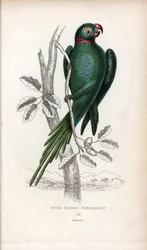 Periquito de coleira, Psittacula krameri. Psittacus torquatus. Litografia de Joseph Kidd, baseada num desenho de John Audubon, em Miscellany of Natural History: Parrots, Sir Thomas DiK Lauder and Captain Thomas Brown, publicado em Edimburgo, Escócia, em 18