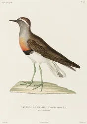 Tarambola-canelada, Ilhas Malvinas