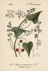 Condutor comum ou erva para mulheres maltratadas - briónia negra, Tamus communis. Litografia colorida à mão da Flora alemã (Flora von Deutschland) de Diederich von Schlechtendal, Jena