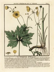 Ranúnculo comum, Ranunculus acris.
