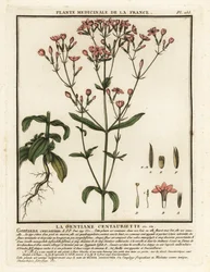 Centauro Comum. Centaurium erythraea.