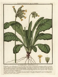 Prímula comum ou prímula, Primula veris.
