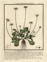 Margarida comum, guerras perenes.