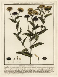 Fleabane comum, Pulicaria dysenterica.
