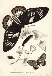 Asa de pássaro verde comum, Ornithoptera priamus, borboleta, lagarta e pupa, e falso apolo, Archon apollinus (Doritis apollinus). Litografia colorida à mão da Galeria de História Natural de Georg Friedrich Treitschke, Naturhistorischer Bildersaal des Thi