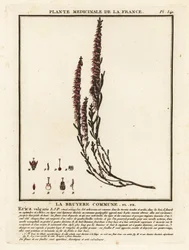 Urze comum, Calluna vulgaris.